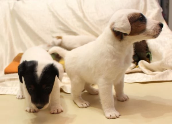 cucciolo fox terrier, pelo liscio | Foto 1