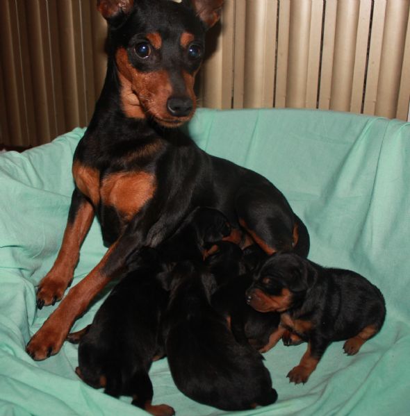 Vendita cucciolo Pinscher da Privato a Udine pinscher nano 22/10/2023