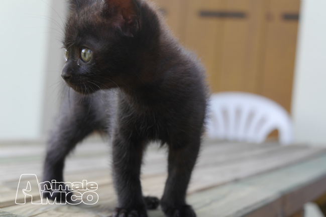 Offro In Regalo cucciolo da Privato a VI gattini neri molto teneri e vivaci