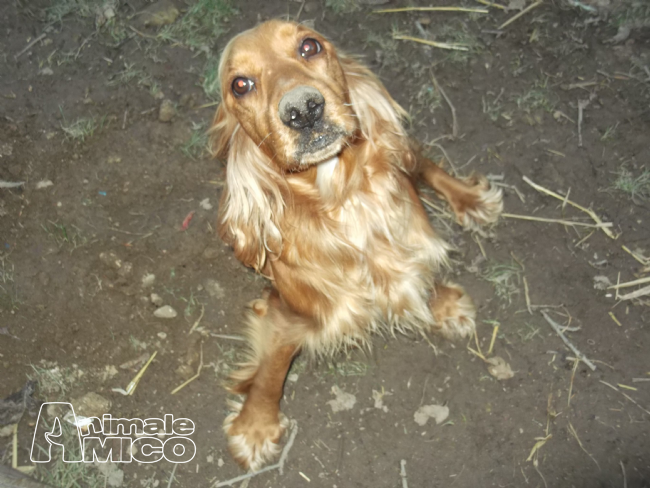 Vendita Cucciolo Cocker Da Privato A Verona Cocker Cuccioli 08012015