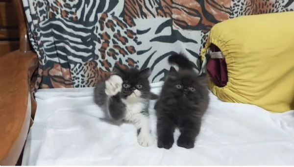 Cuccioli di Persiano | Foto 1