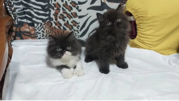 Cuccioli di Persiano | Foto 0