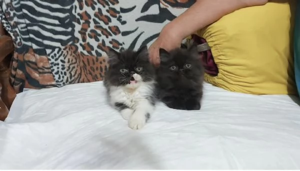 Cuccioli di Persiano