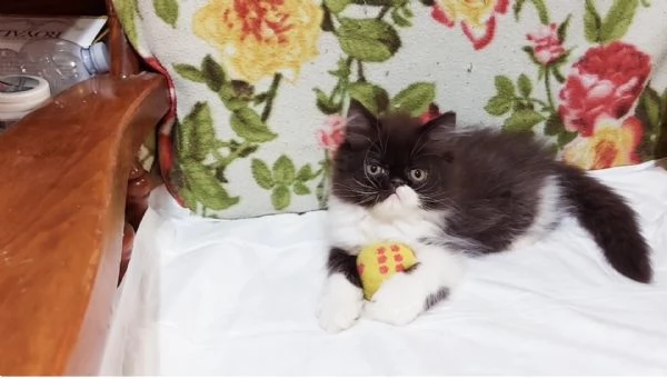 Cuccioli di Persiano