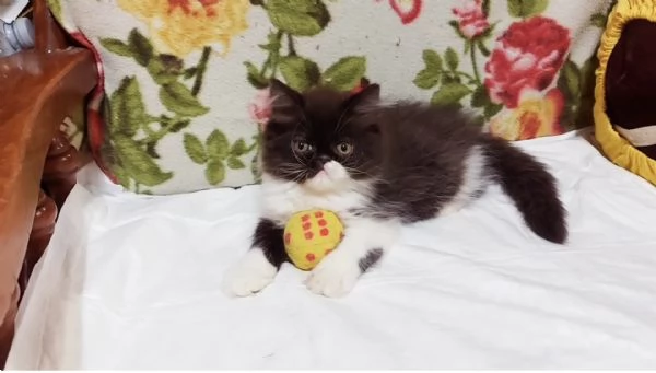 Cuccioli di Persiano | Foto 1