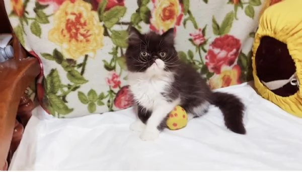 Cuccioli di Persiano | Foto 0