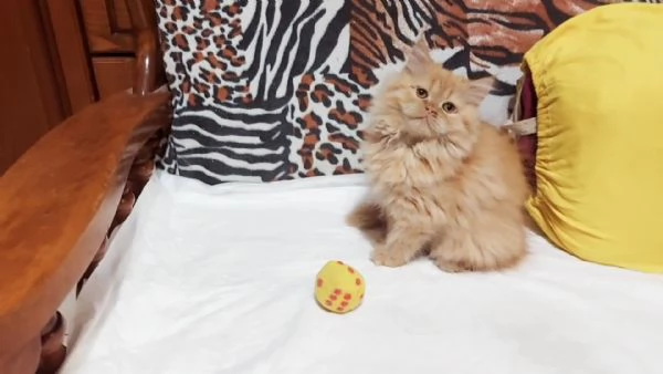Cuccioli di Persiano