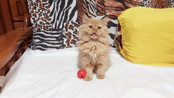 Cuccioli di Persiano | Foto 1