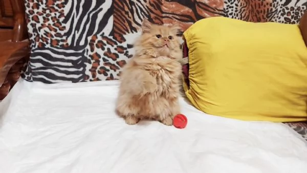 Cuccioli di Persiano | Foto 0