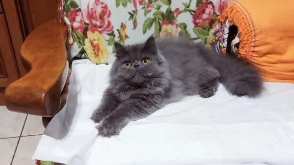 Cucciolo Maschio di Persiano