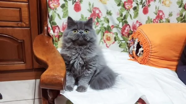 Cucciolo Maschio di Persiano | Foto 2