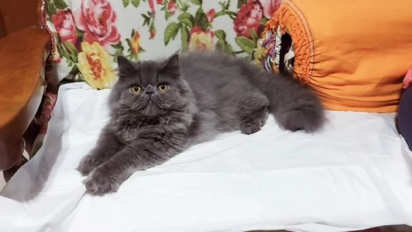 Cucciolo Maschio di Persiano | Foto 1