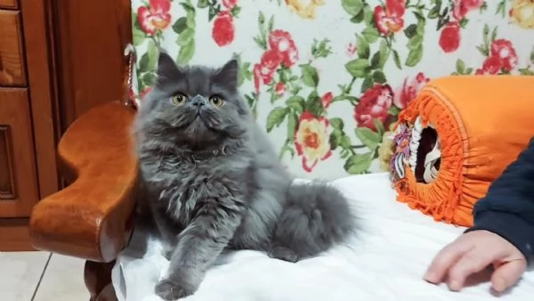 Cucciolo Maschio di Persiano | Foto 0