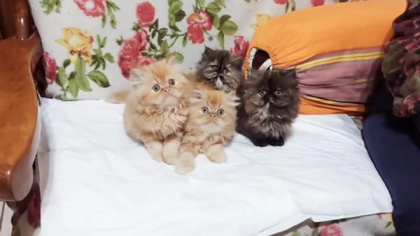Cuccioli di Persiano
