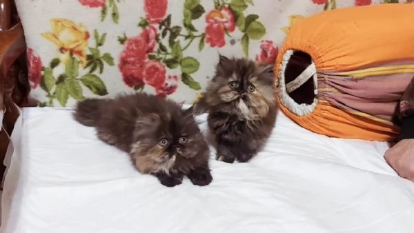 Cuccioli di Persiano | Foto 3