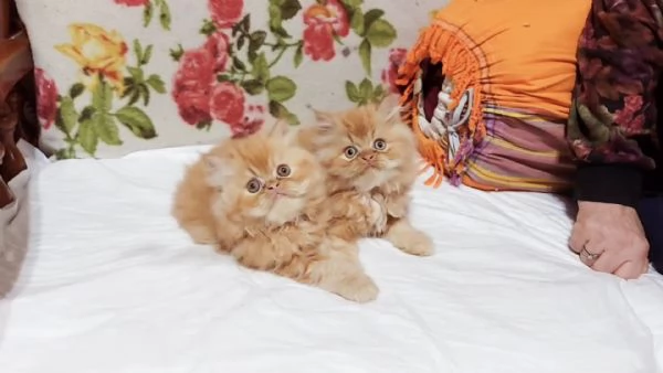Cuccioli di Persiano | Foto 1