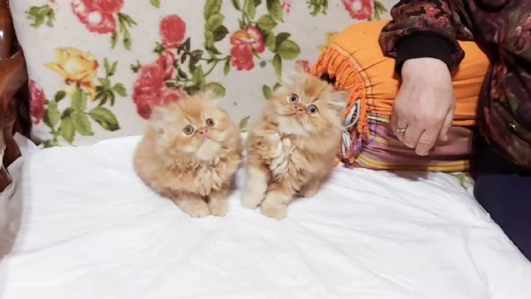Cuccioli di Persiano | Foto 0