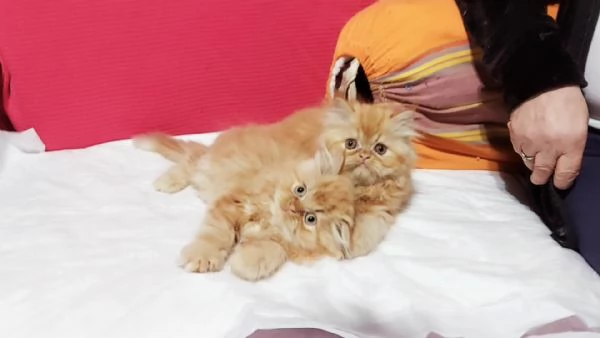 Cuccioli di Persiano | Foto 1