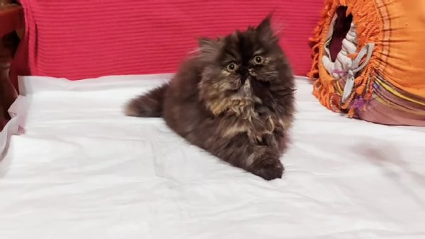 Cuccioli di Persiano