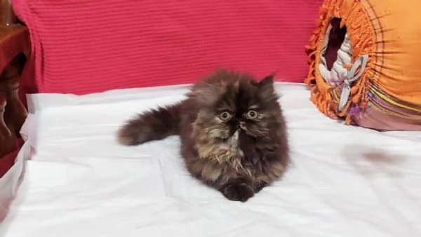 Cuccioli di Persiano | Foto 1