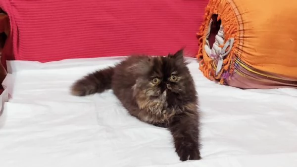 Cuccioli di Persiano | Foto 0