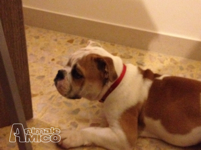 Vendita Cucciolo Bulldog Da Privato A Roma Cucciola Bulldog Inglese