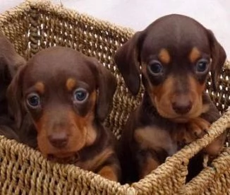 BASSOTTI NANI  BASSOTTO NANO CIOCCOLATO cuccioli da 70 euro al mese