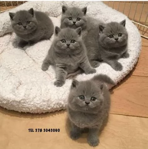 british shorthair cuccioli blu