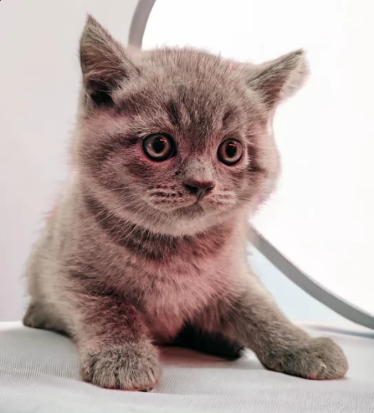 british shorthair cuccioli blu | Foto 0