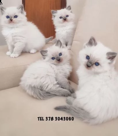 ragdoll cuccioli prenotabili