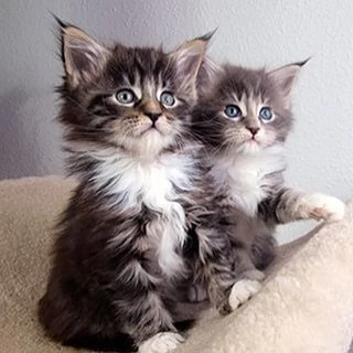 maine coon cuccioli  da 40 euro al mese