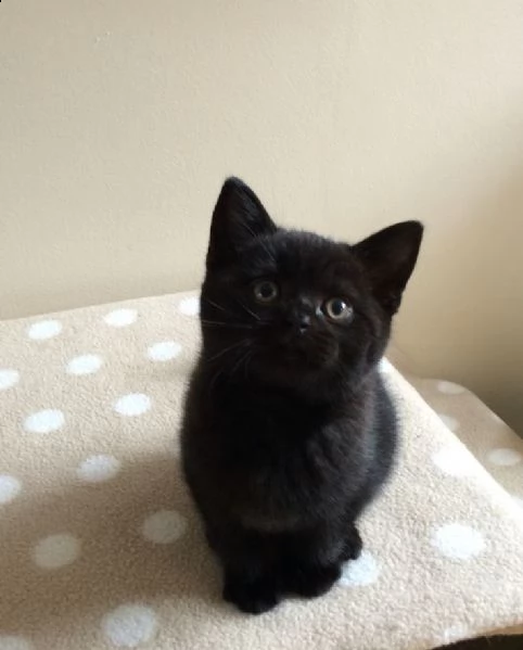 british shorthair cuccioli da 50 euro al mese