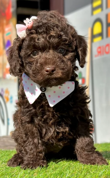 BARBONCINO  BARBONCINI TOY CIOCCOLATO cuccioli da 60 al mese