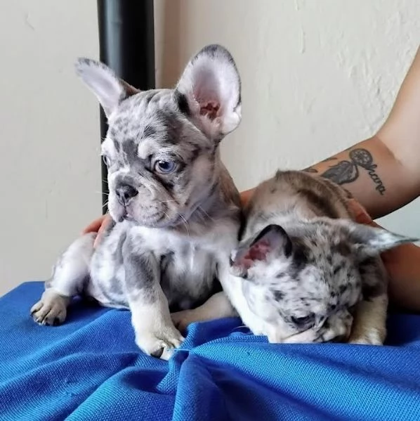 BOULEDOGUE  BULLDOG FRANCESE merle cuccioli   da 80 euro al mese