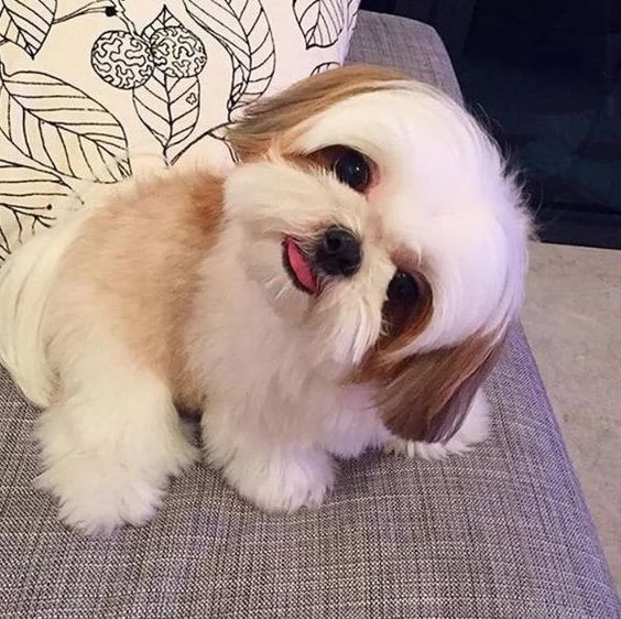 SHITZU  SHIHTZU cuccioli   da 60 euro al mese