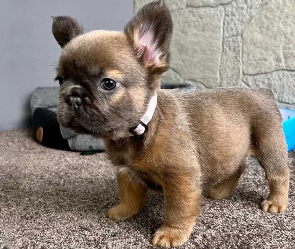 BOULEDOGUE  BULLDOG FRANCESE FLUFFY cuccioli   da 80 euro al mese