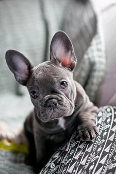 BULLDOG  BOULEDOGUE FRANCESE BLU cuccioli da 70 euro al mese