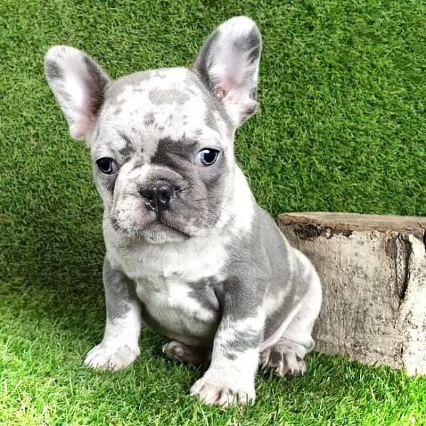 BULLDOG  BOULEDOGUE FRANCESE merle cuccioli da 70 euro al mese