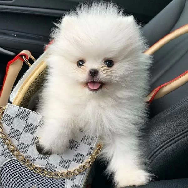 VOLPINI SPITZ di POMERANIA CUCCIOLI da 50 euro al mese