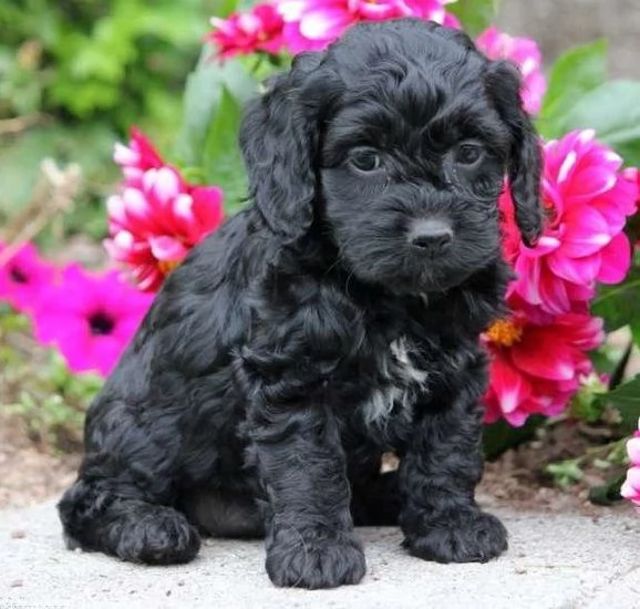 COCKAPOO CUCCIOLI pagamento rateale