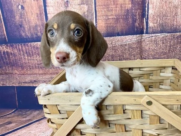 BASSOTTI NANI  BASSOTTO NANO CUCCIOLI  pagamento rateale