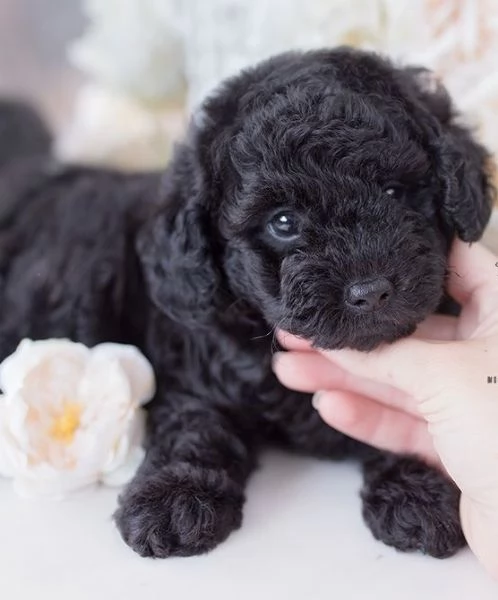 BARBONCINI NANI  BARBONCINO NANO NERO CUCCIOLI pagamento rateale