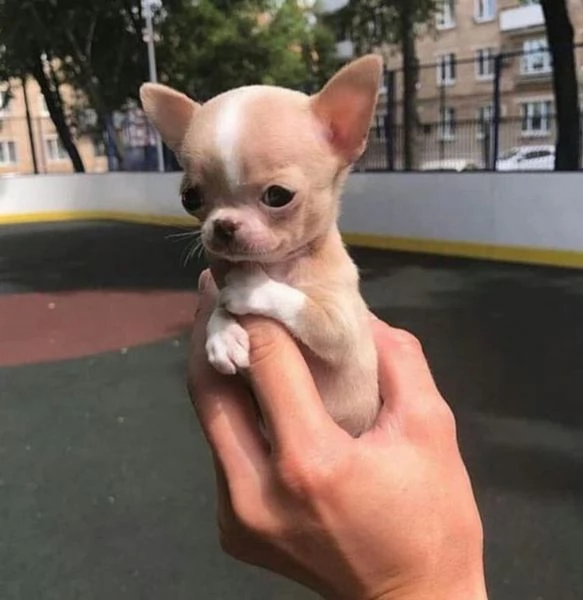 CHIHUAHUA TOY CUCCIOLI da 60 euro al mese