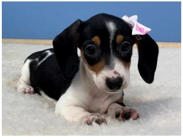 BASSOTTO NANO  BASSOTTI NANI BICOLOR CUCCIOLI da 60 euro al mese