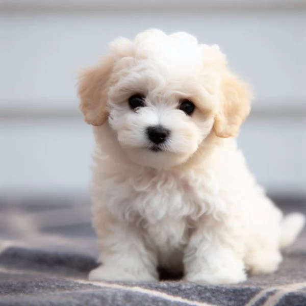 MALTIPOO CUCCIOLI da 50 al mese