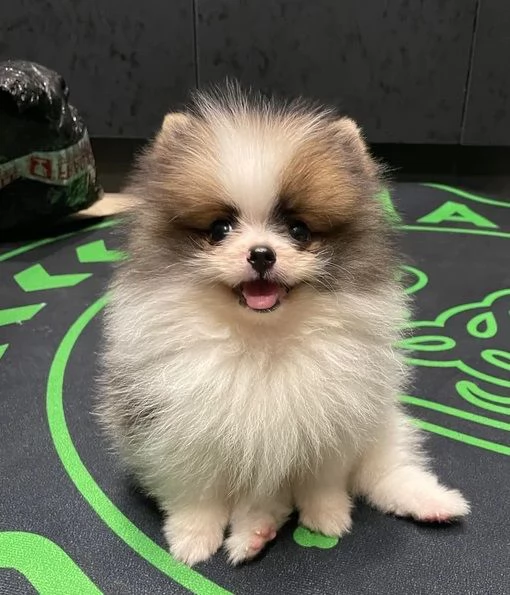VOLPINI SPITZ di POMERANIA CUCCIOLI BICOLORE da 50 al mese