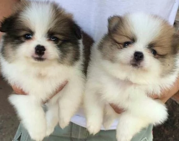 VOLPINI SPITZ di POMERANIA CUCCIOLI BICOLORE da 50 al mese