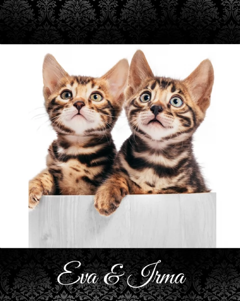 GATTO BENGALA cuccioli disponibili