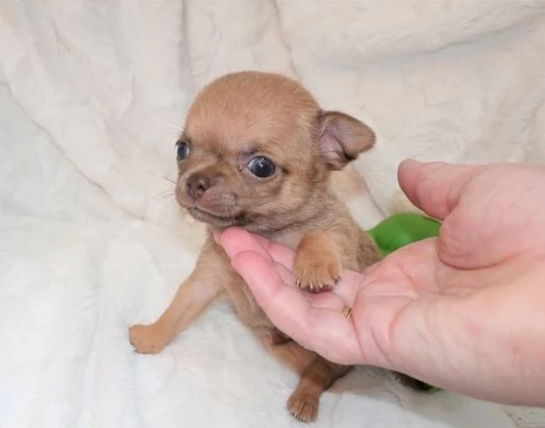 CHIHUAHUA TOY CUCCIOLI FULVI da 60  al mese