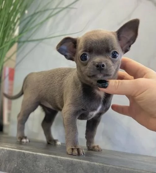 CHIHUAHUA TOY CUCCIOLI VARI COLORI  pagamento mansile